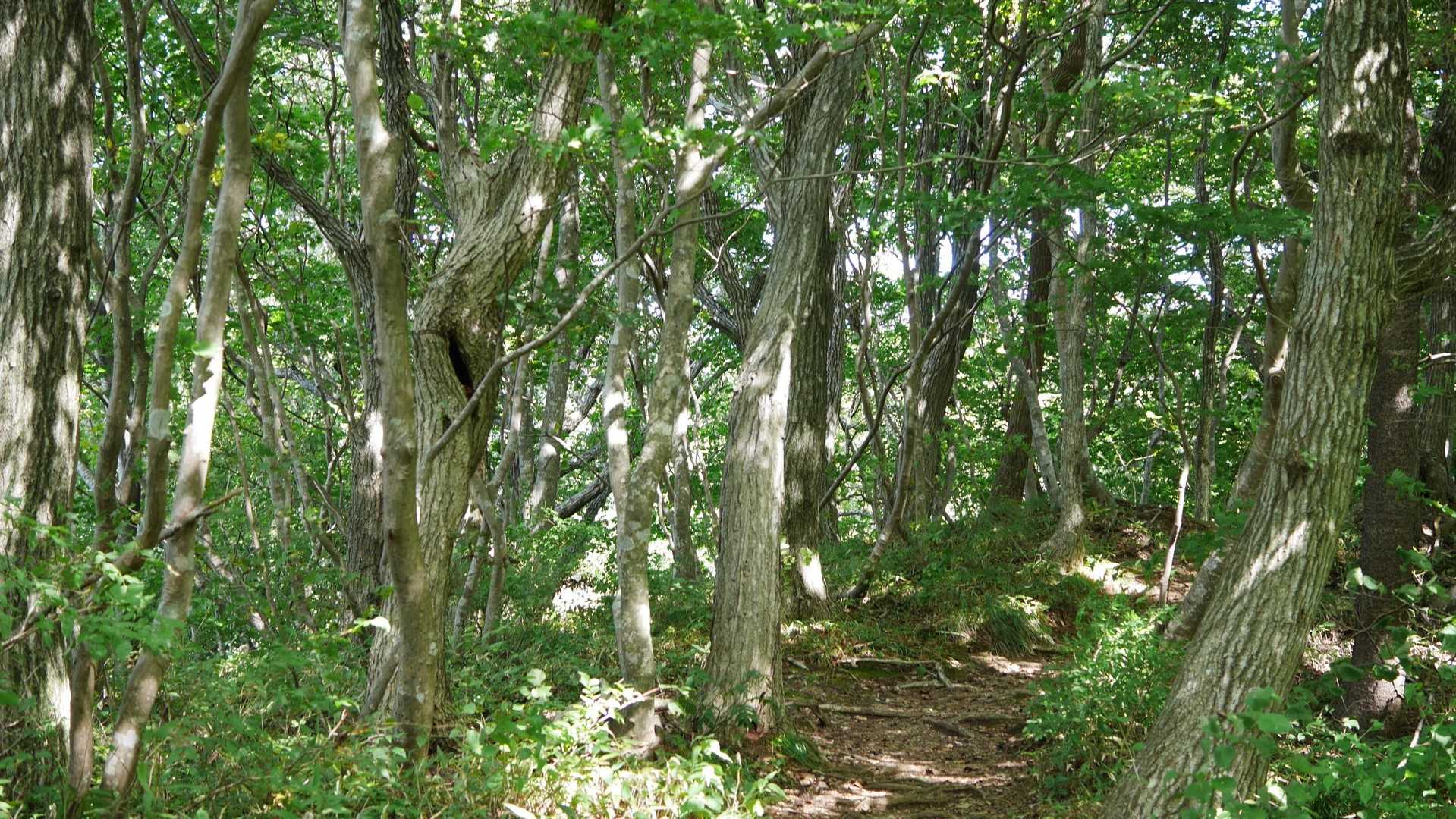 角田山（五ヶ峠登山口）<五ヶ峠コース>の写真