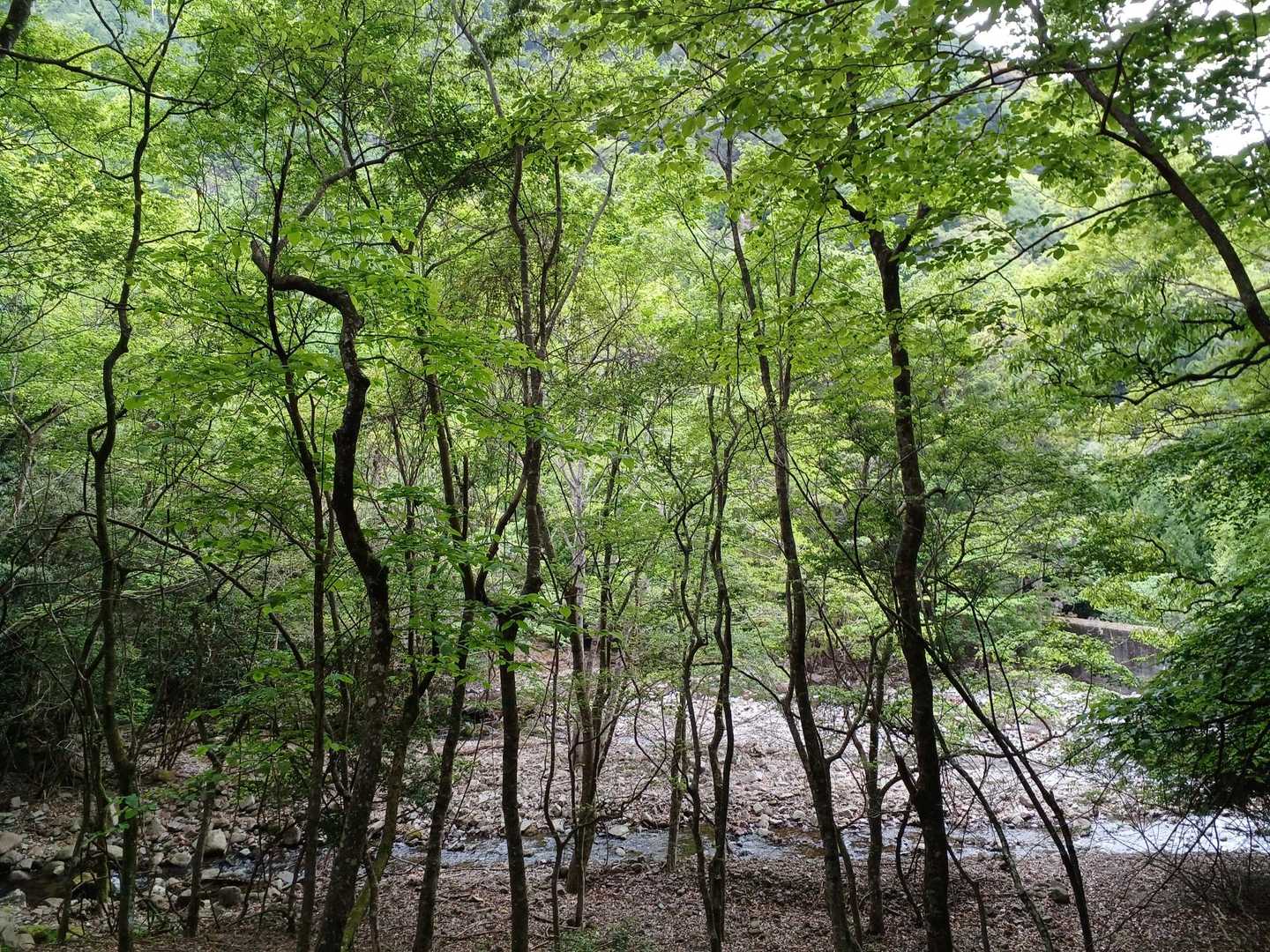 犬ヶ岳登山口-笈吊峠 往復コースの写真