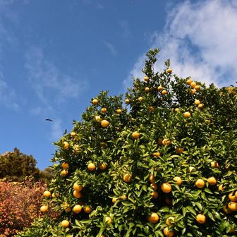 みかんのオレンジと青空🧡🩵