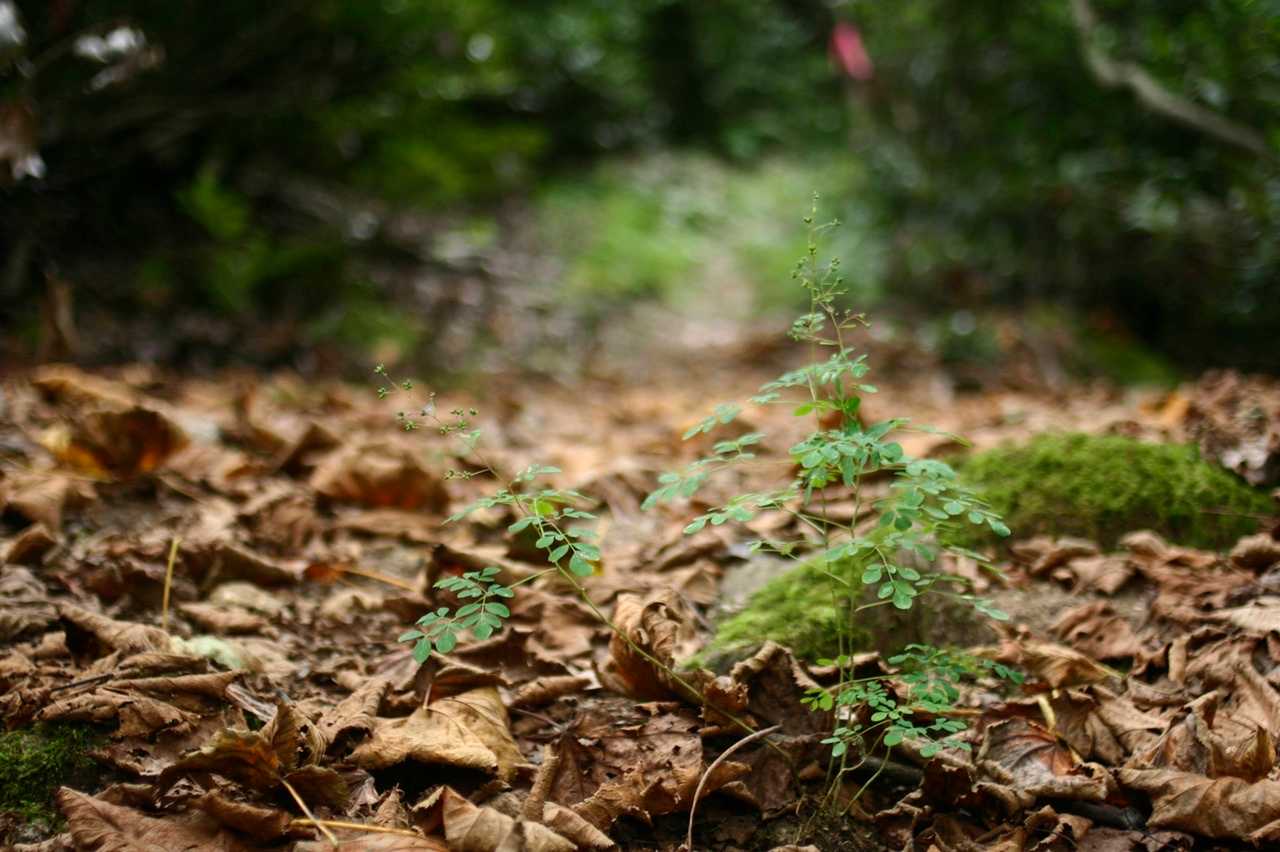 一眼で登山道…
葉っぱ可愛く撮れる、単焦点好き❤️