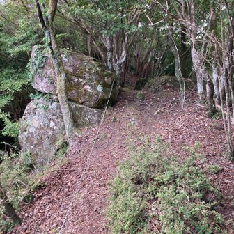 急登で汗が吹き出してきます。