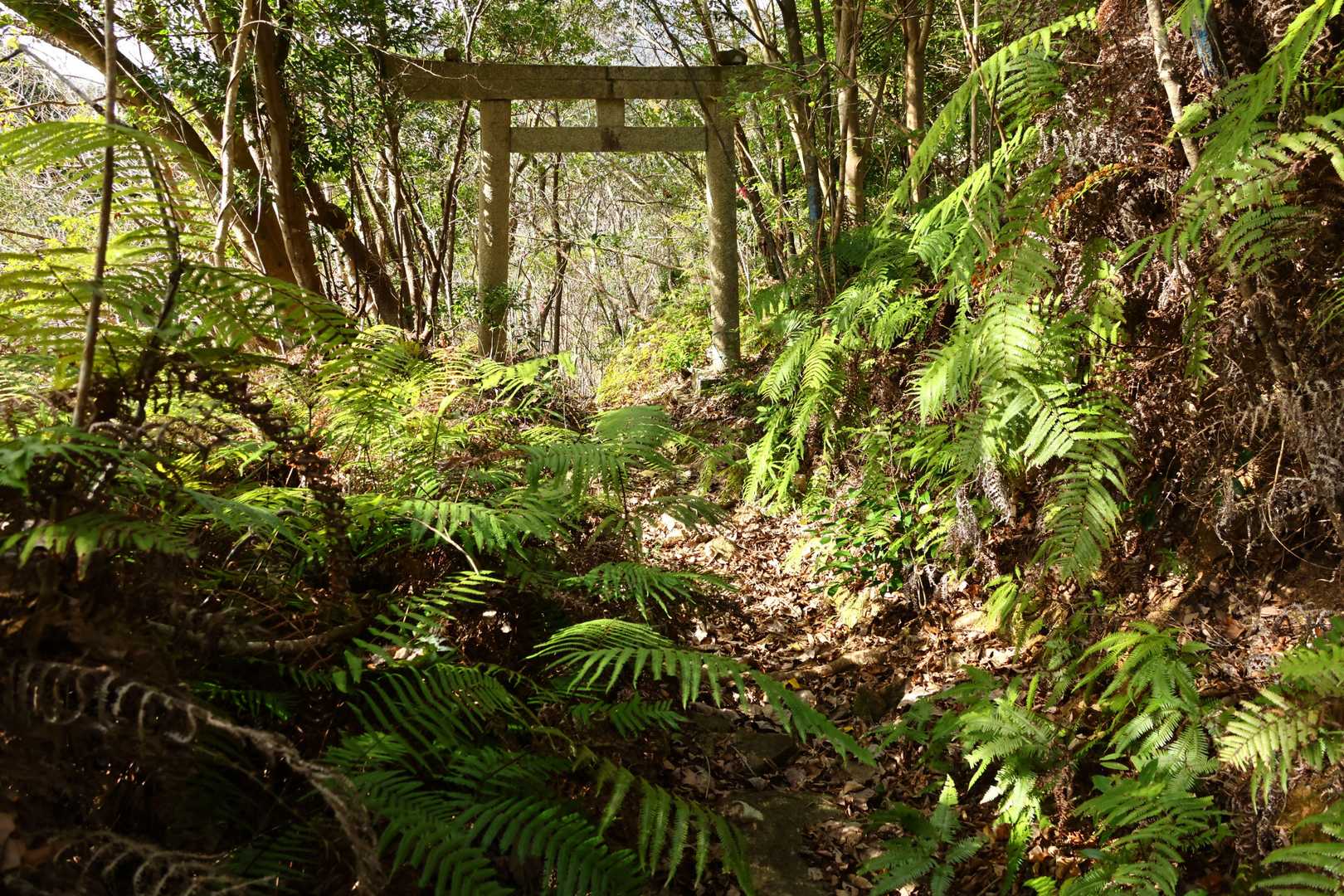 あ、鳥居だ
じゃあ石鎚山には神社があったのかな？