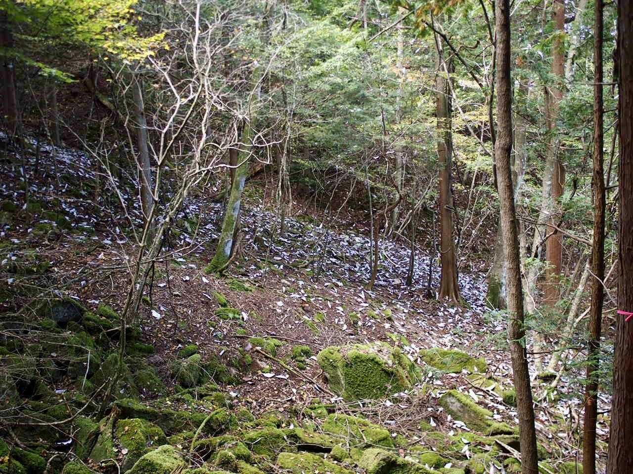 ホウバの葉が落ちている。来て良かった。また来よう