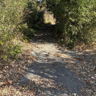 どうやら違うらしい