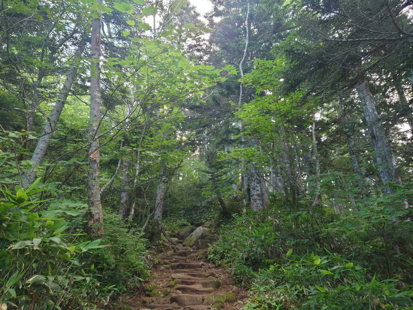 山荘まで樹林帯