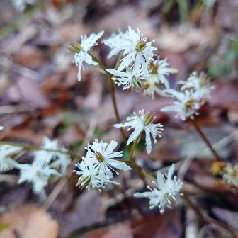 登り始めてすぐにセリバオウレンのお出迎え🤗