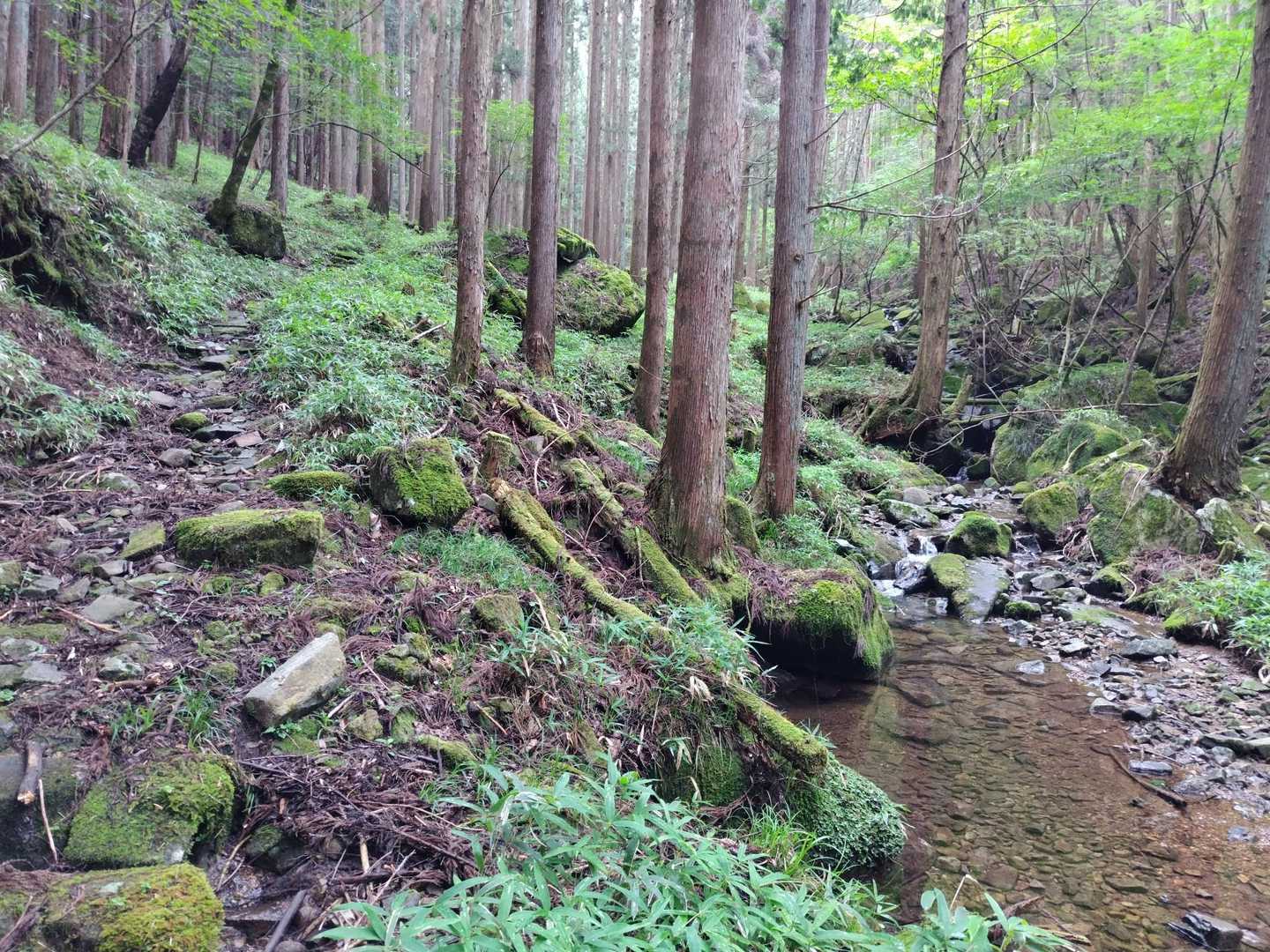 渓流沿の登山道を進みます