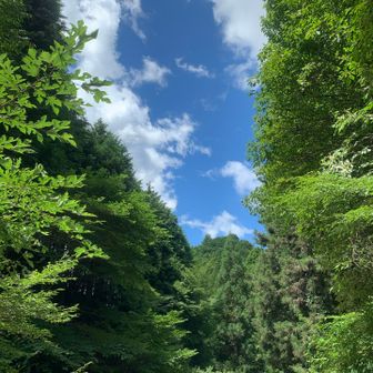 夏真っ盛りの空です。蝉も鳴いています♪