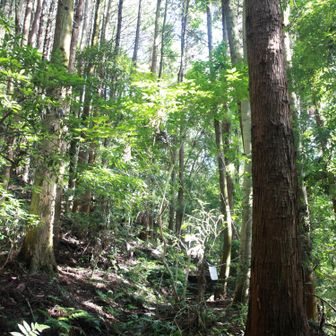 ほどよく間隔あいて静かな山歩きができます！