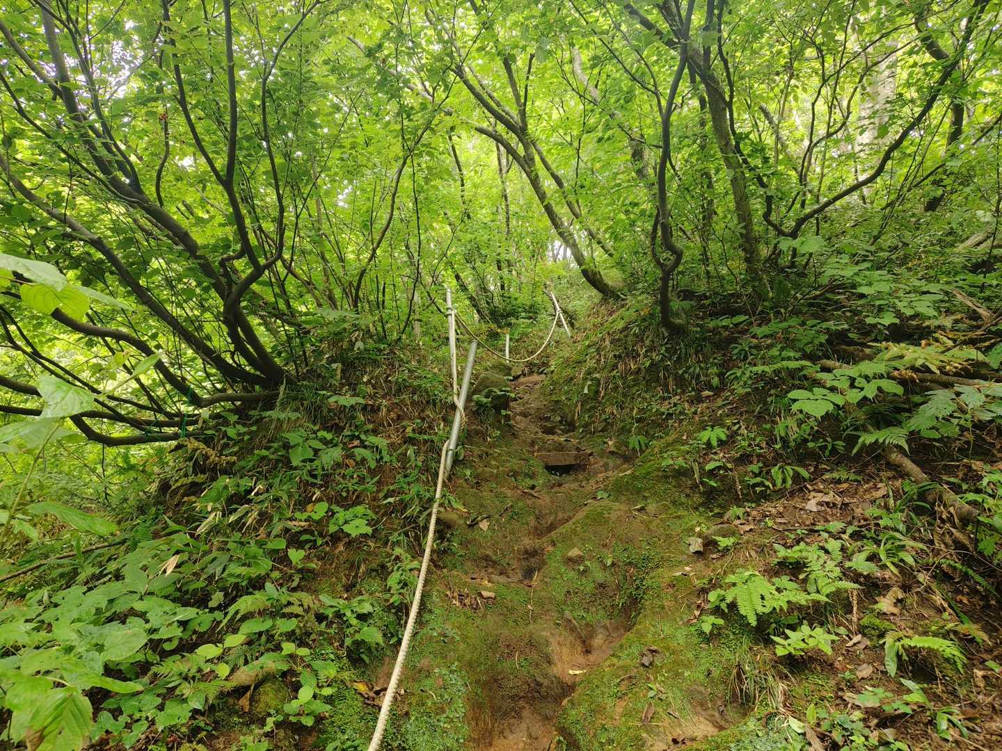 ロープやハシゴがあるので危なくないですが、土の登山道は滑りました