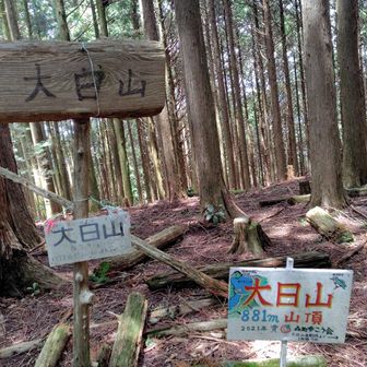 ここに来る道もかなり分かり難いのですが、2021年に地元の方が設置してくれた看板のおかげで辿り着きました。というわけで大日山山頂