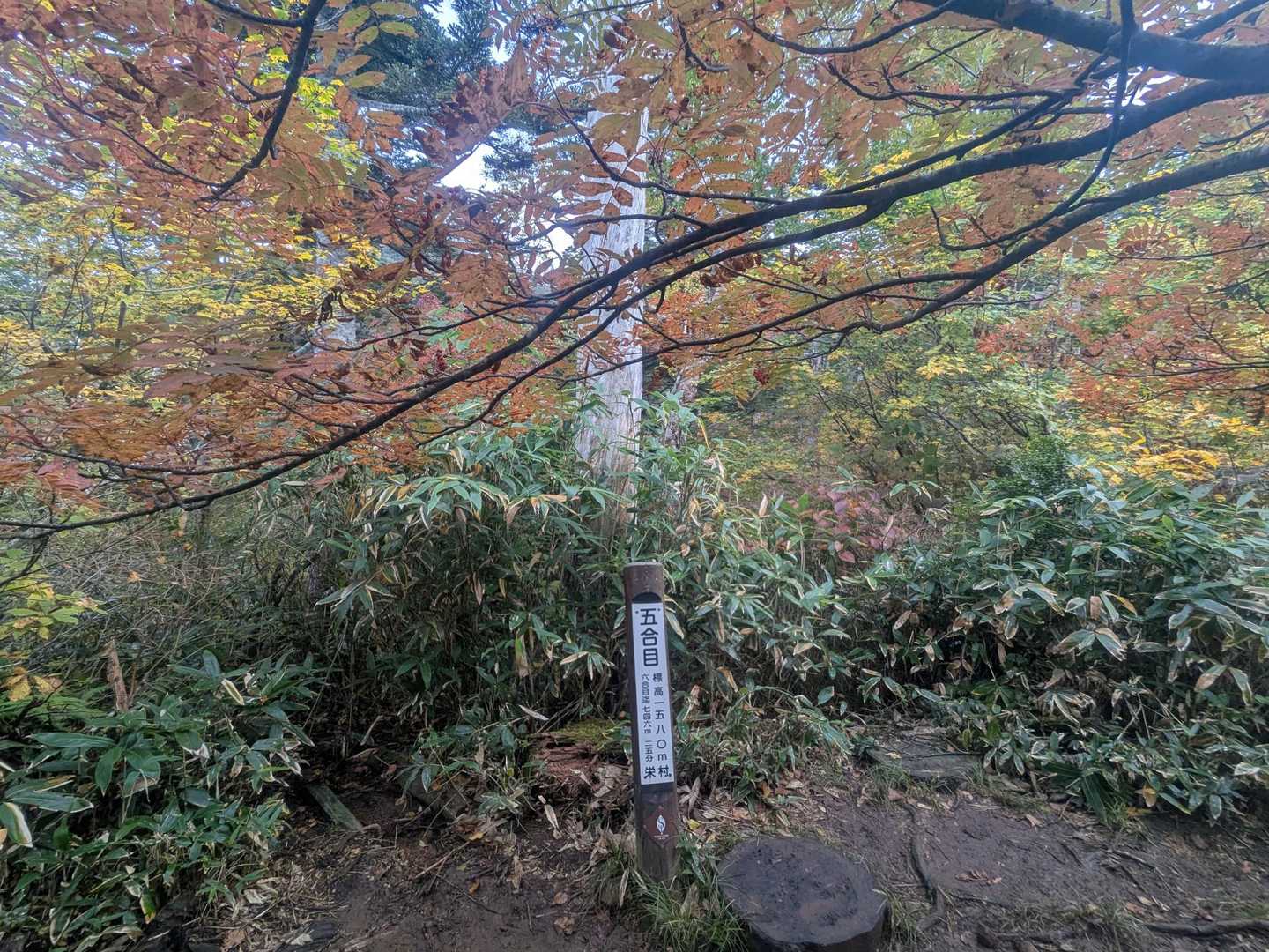 五合目に到着。
紅葉が色付いてきました🍁
