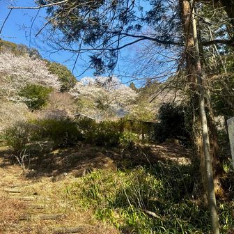 妙昌寺の桜は満開に近い