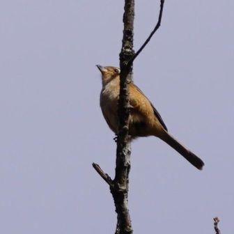 枝が～なければいいのに２