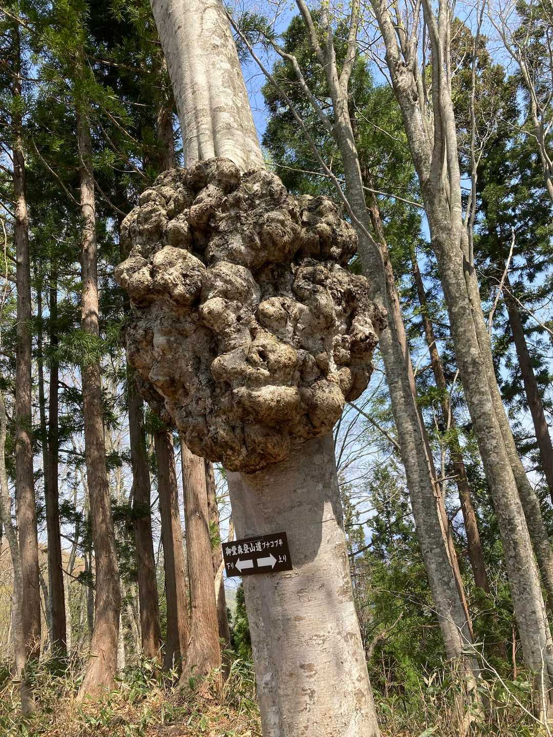 ブナコブ平のシンボルツリー、ひときわ目立っています🌲
