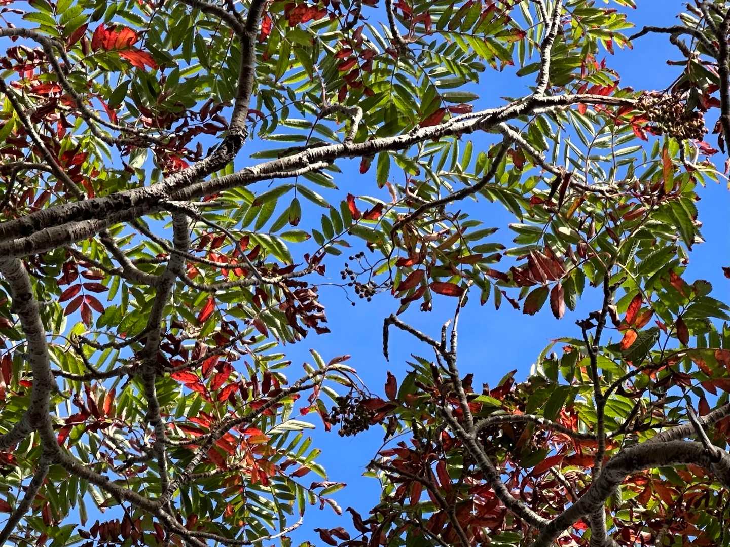 韓国岳の登山道は、季節で花や葉の色、実が変わるのでとても楽しみです🍃🍁