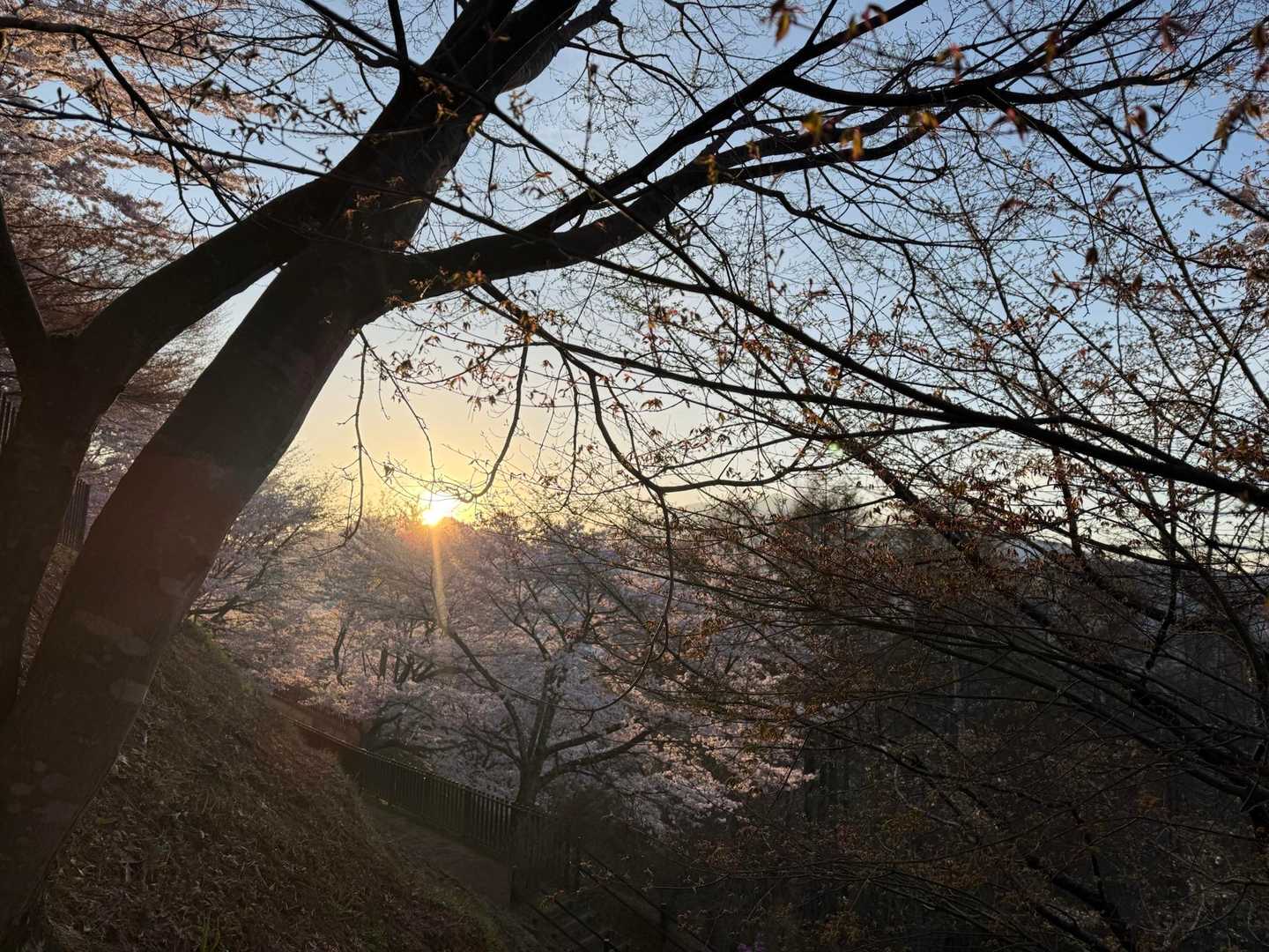 日の出だ