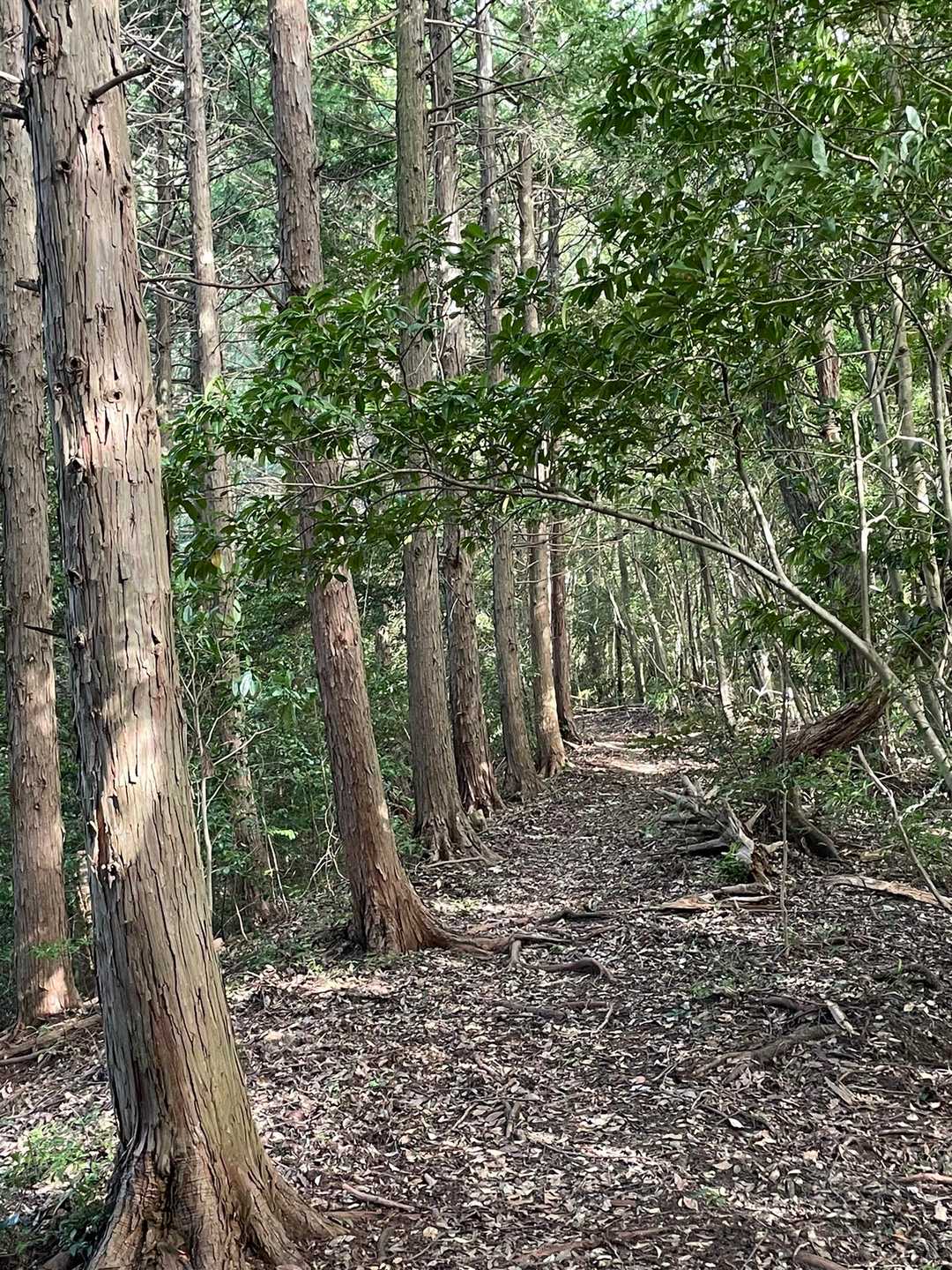 こんな山道が好きだか一瞬の距離