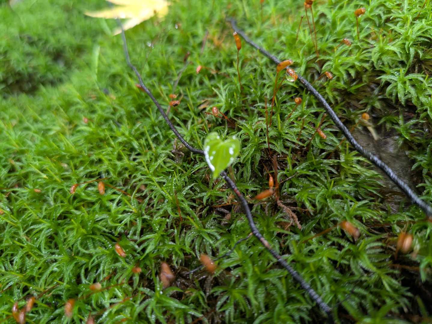 ‪💚