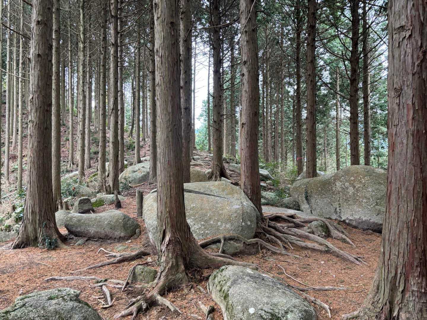 加茂ゆらりんこ橋登山口-加茂神社-真名子登山口-二丈岳-筑 縦走コースの写真