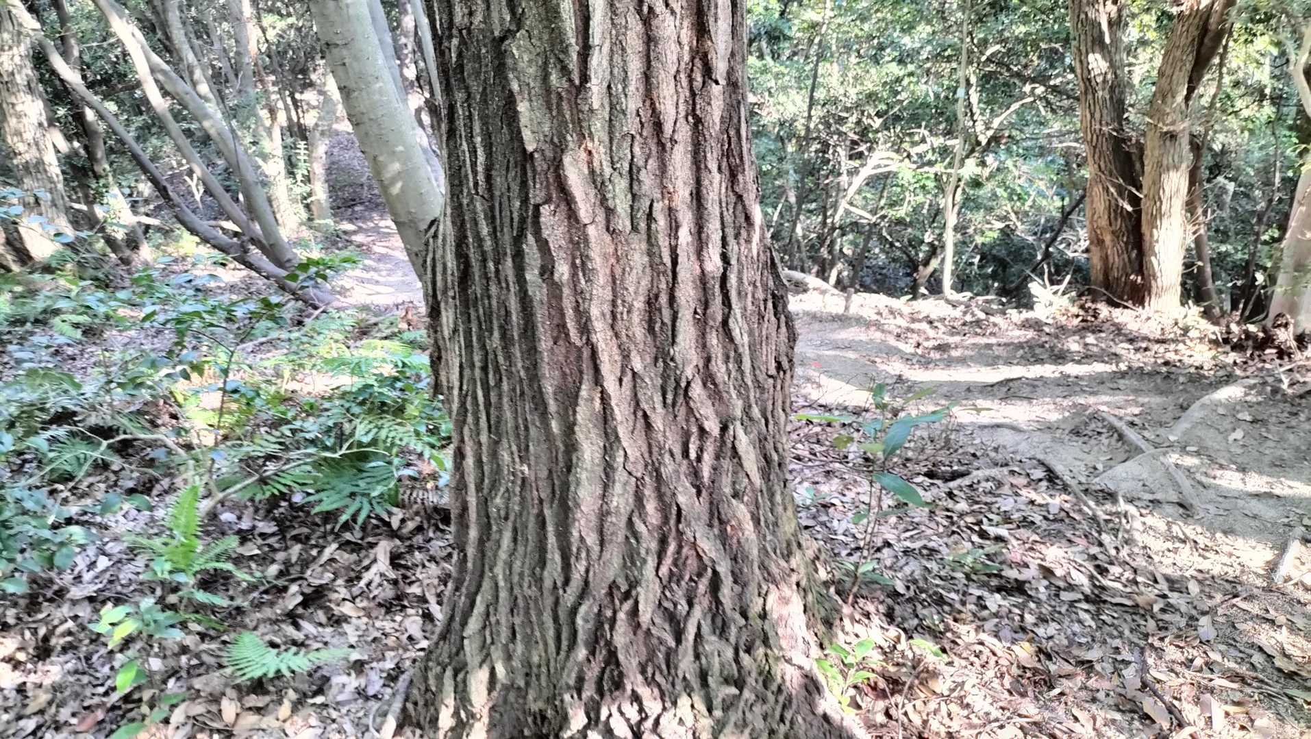 スズメバチの要塞があった木の側面。スズメバチはいませんでした。