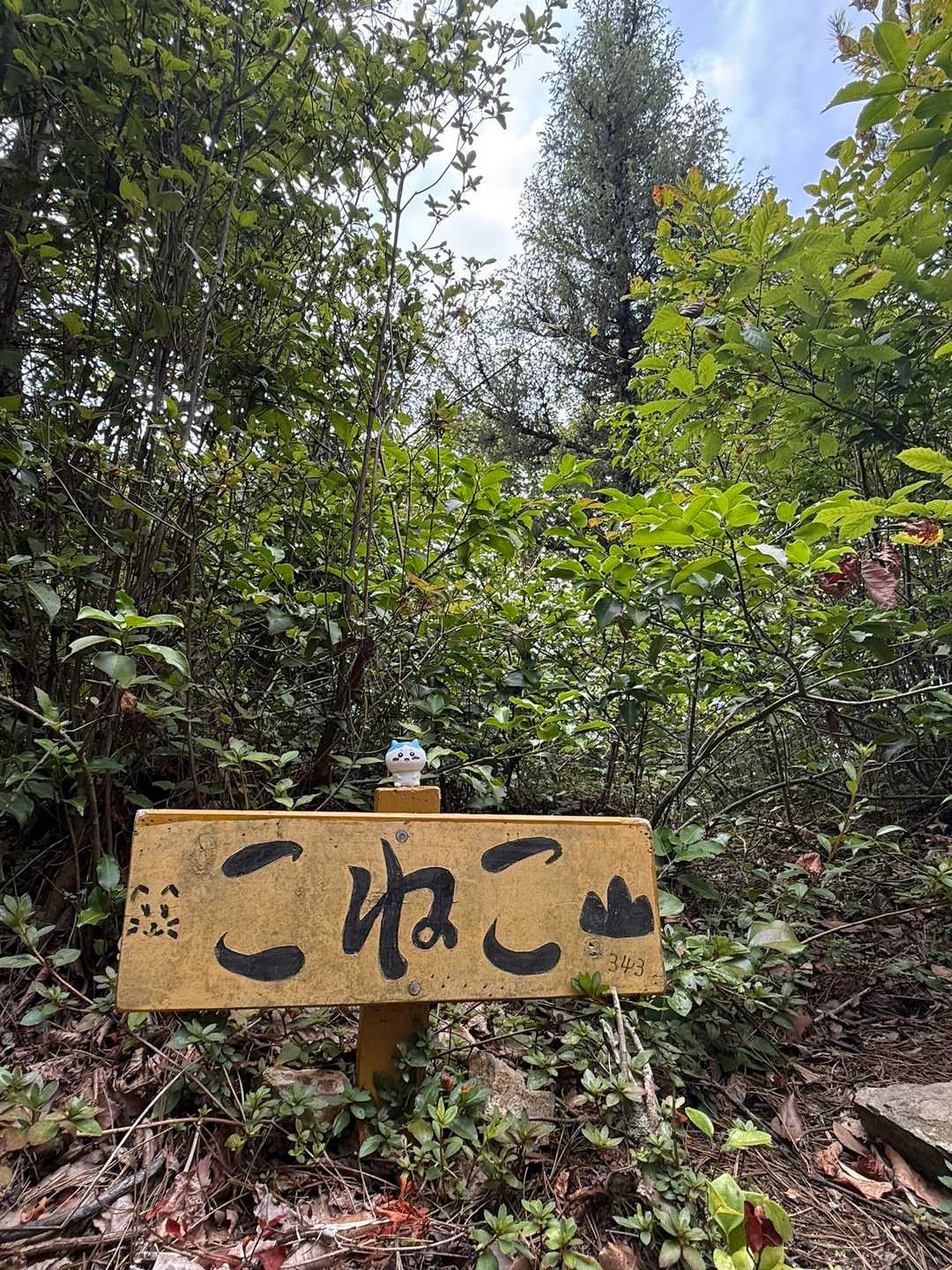 
　　　　　　　　こねこ山⛰️
　　　　　　　ご無沙汰です…
