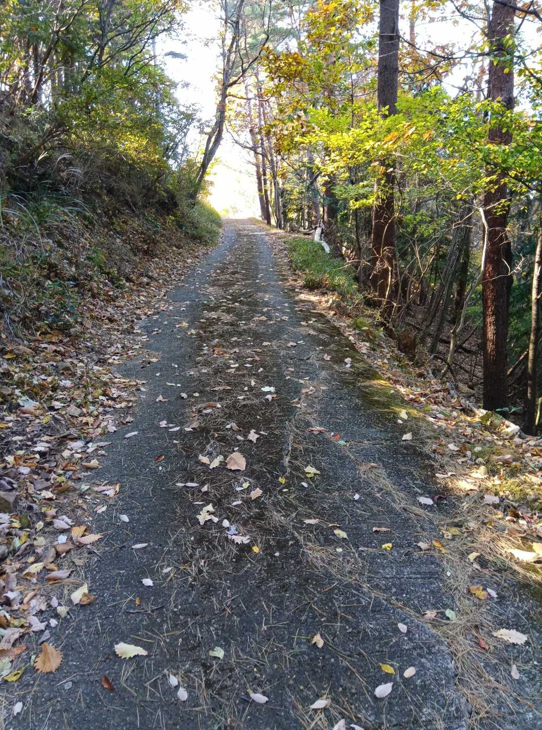 ここだけ登り
