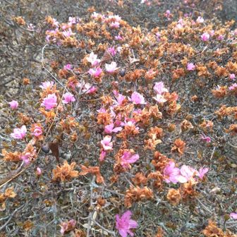 冬に咲くミヤマキリシマも有りました！