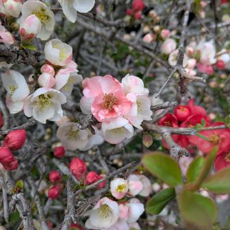 里の花を愛でながら
犬さんに吠えられながら