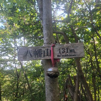 八幡山山頂標識⛰️
登山道っぽいところを慎重に歩きながら、何とか八幡山登頂！

あ…八幡山のピークハントの事しか頭になく、八幡山の展望台に寄るのを忘れた😅