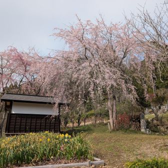 福徳寺の枝垂れ桜🌸