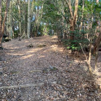 雑木林に囲まれた道です