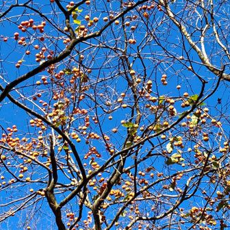 田代峠の小さな柿がなっている木と真っ青🟦な空