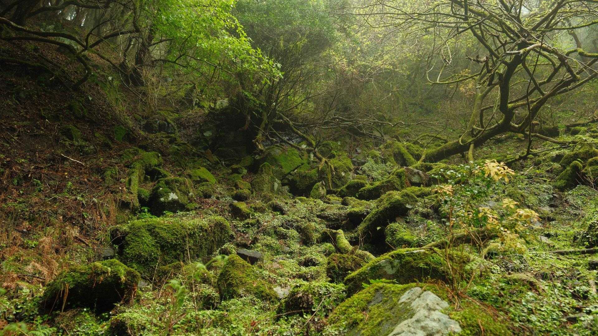 西教山 往復コースの写真