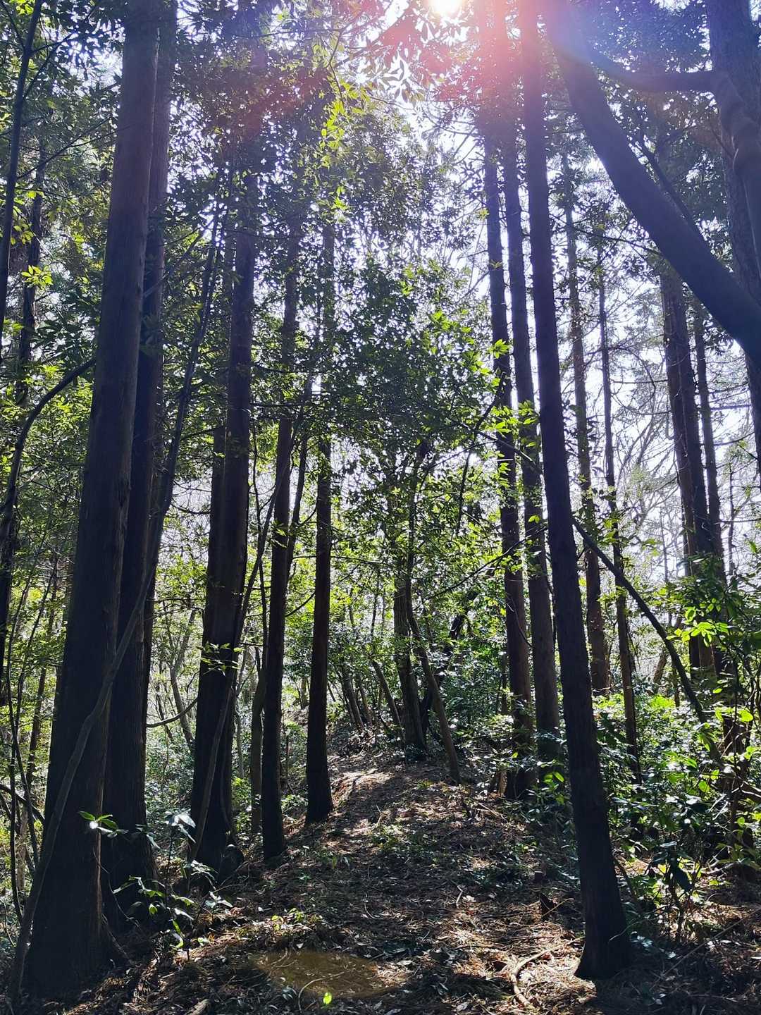 登山道ではウグイスも鳴いてました
分かりやすく歩きやすいです😊