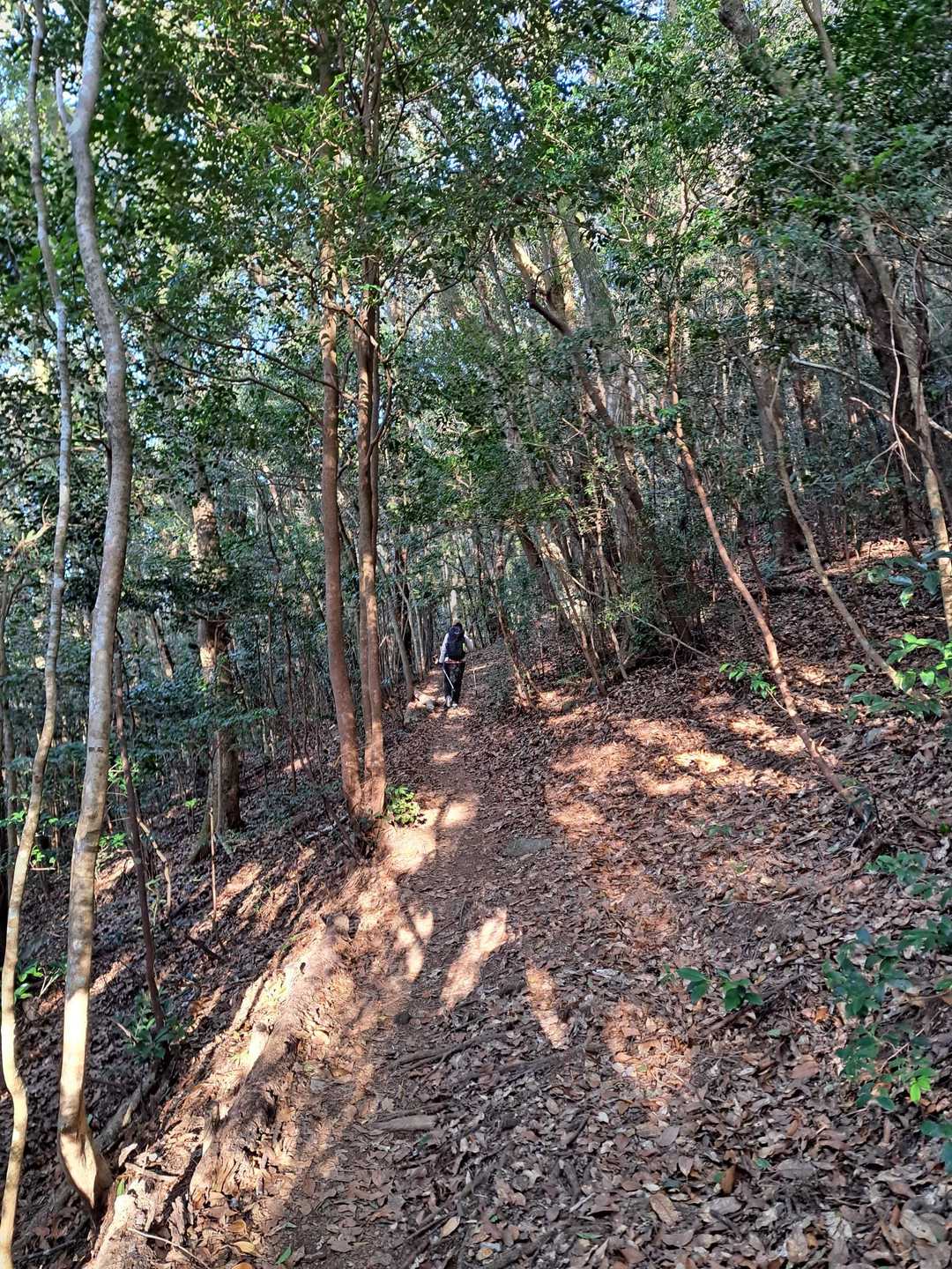 どこまでも続く、歩きやすい山道です❕