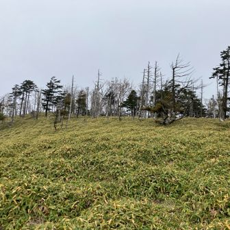 笹に覆われた広い山頂で、少し先にはベンチもあります
但し、ベンチからの眺望はイマイチ