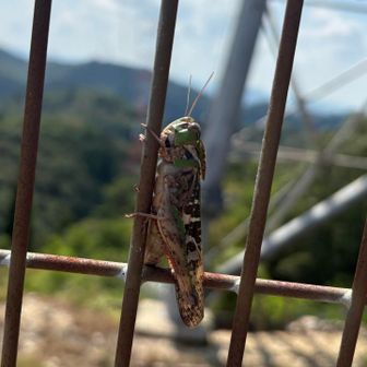 山頂にたくさんいるバッタさん🦗