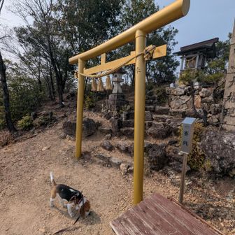 鳥居がいつの間にか金色に！