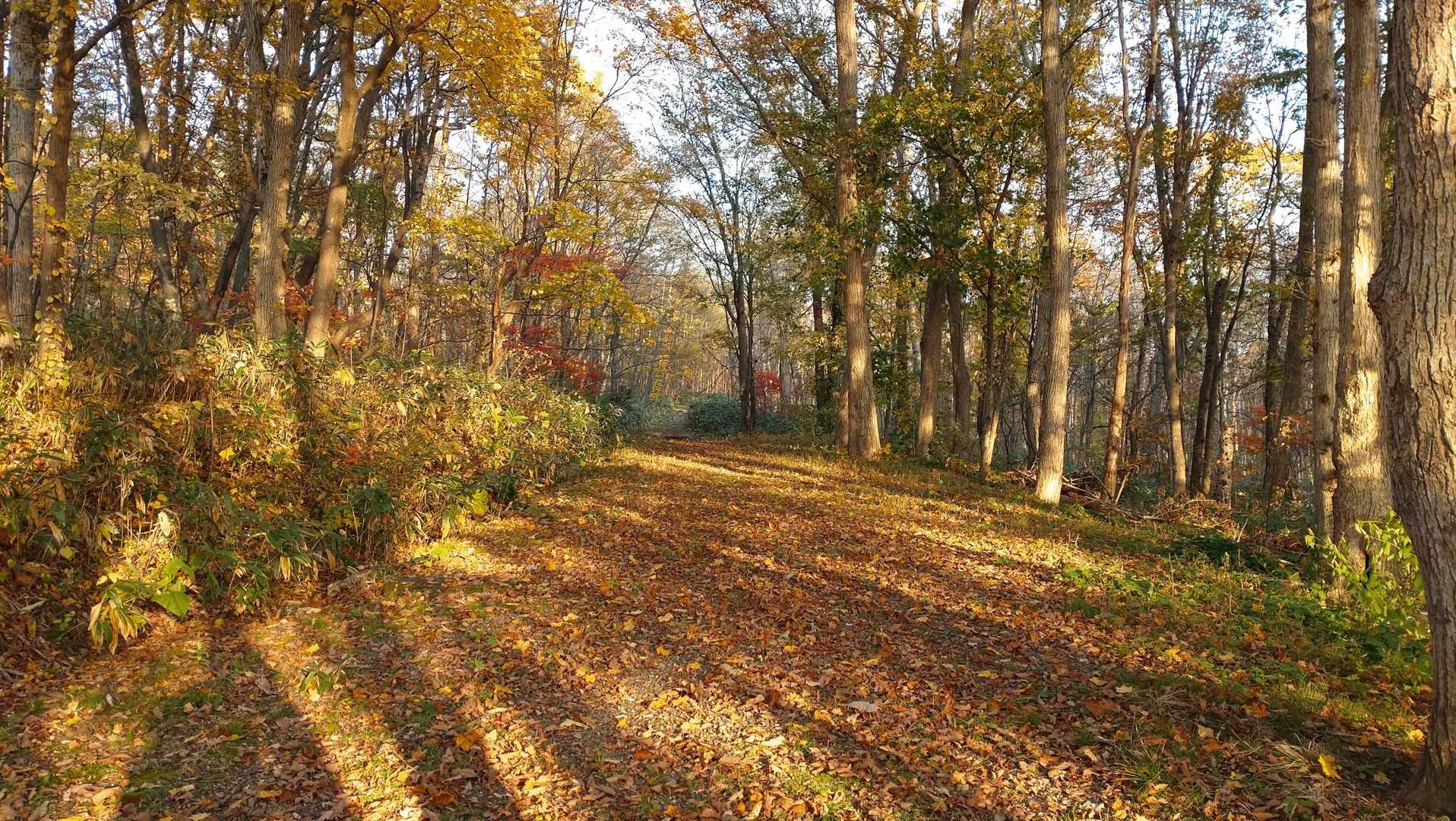 北海道子どもの国 レストハウス-石山遊歩道入口-石山 往復コースの写真