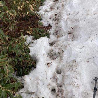 鹿と私の足跡のみ🐾👣