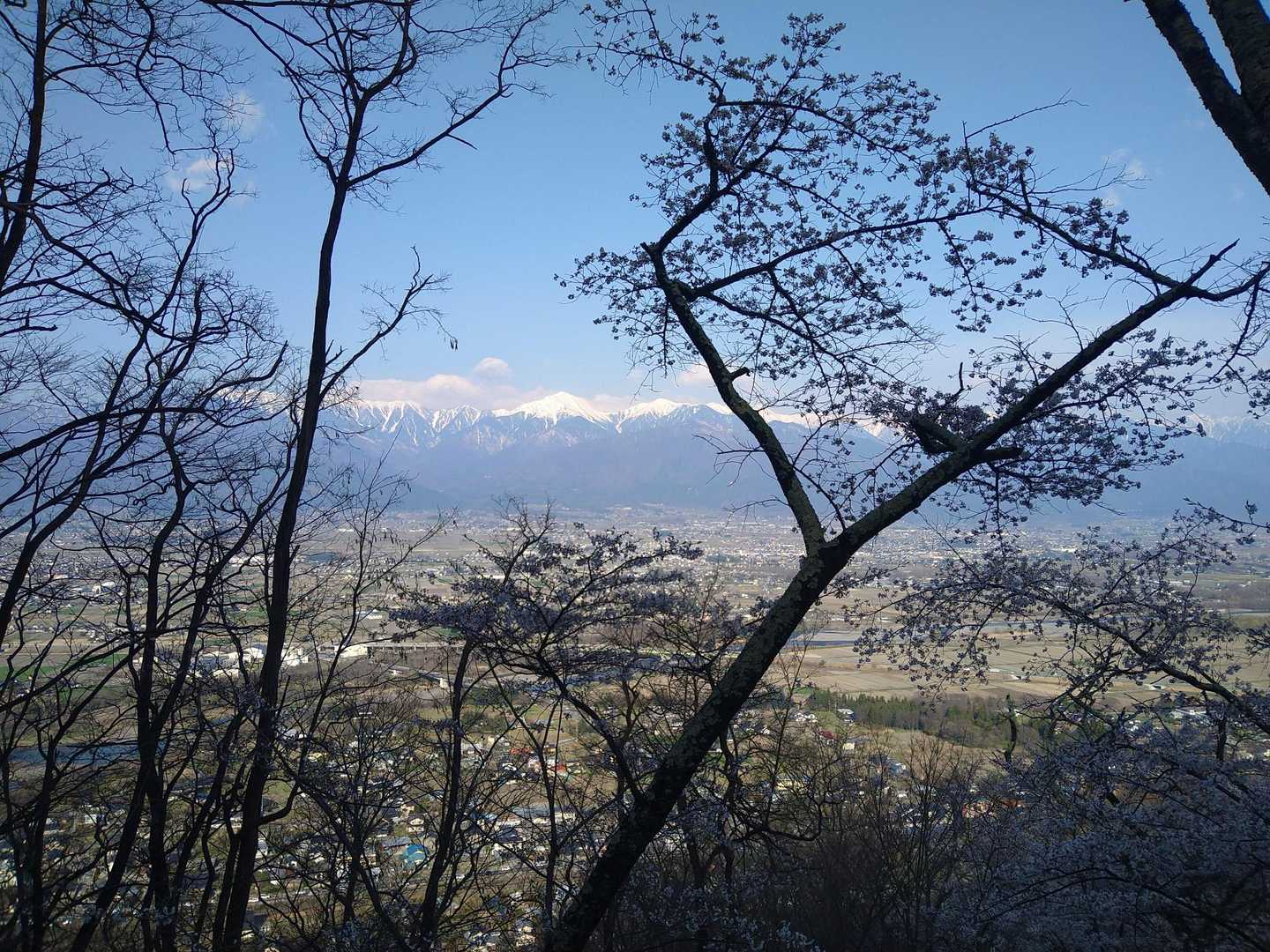 桜の合間に北アルプス