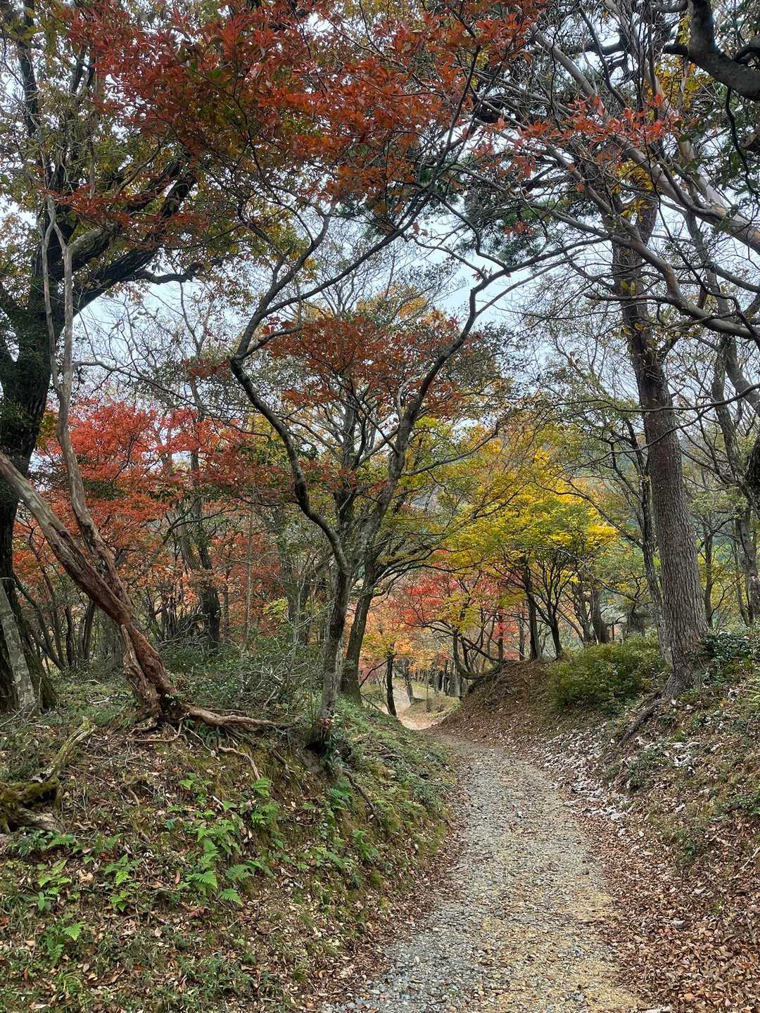教養の森入口-池田山 往復コースの写真