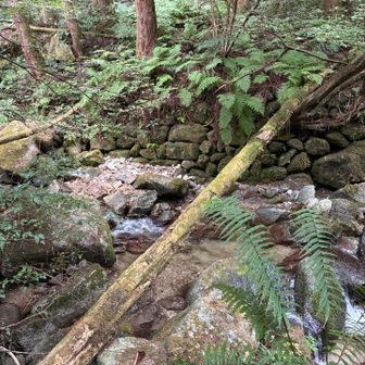 地図は確かに沢を横切ってるんだけど急にココに降りてコレと渡るとは思えなかった。
私の頭が固すぎ。笑


スッキリしたー♪