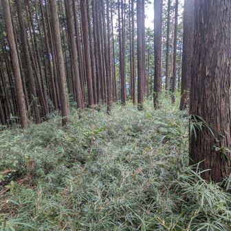孫山の南側の下りもこんな感じ。20mくらいでそれらしい踏み分けに至る。南からは道なりで上を目指すだけで簡単。