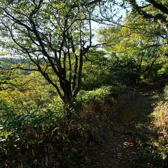 ボチボチ陽が当たってきそう。