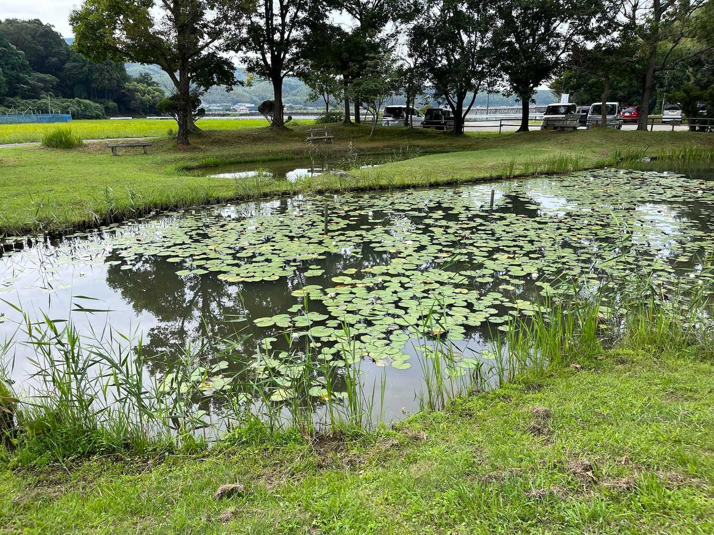 やはりこの池は綺麗です。