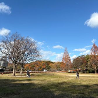 戻ってきたメタセコイヤ広場

ここから駐車場までなかなか遠かった😖
強がらず、里山の家の駐車場にすれば良かったと猛烈後悔😣