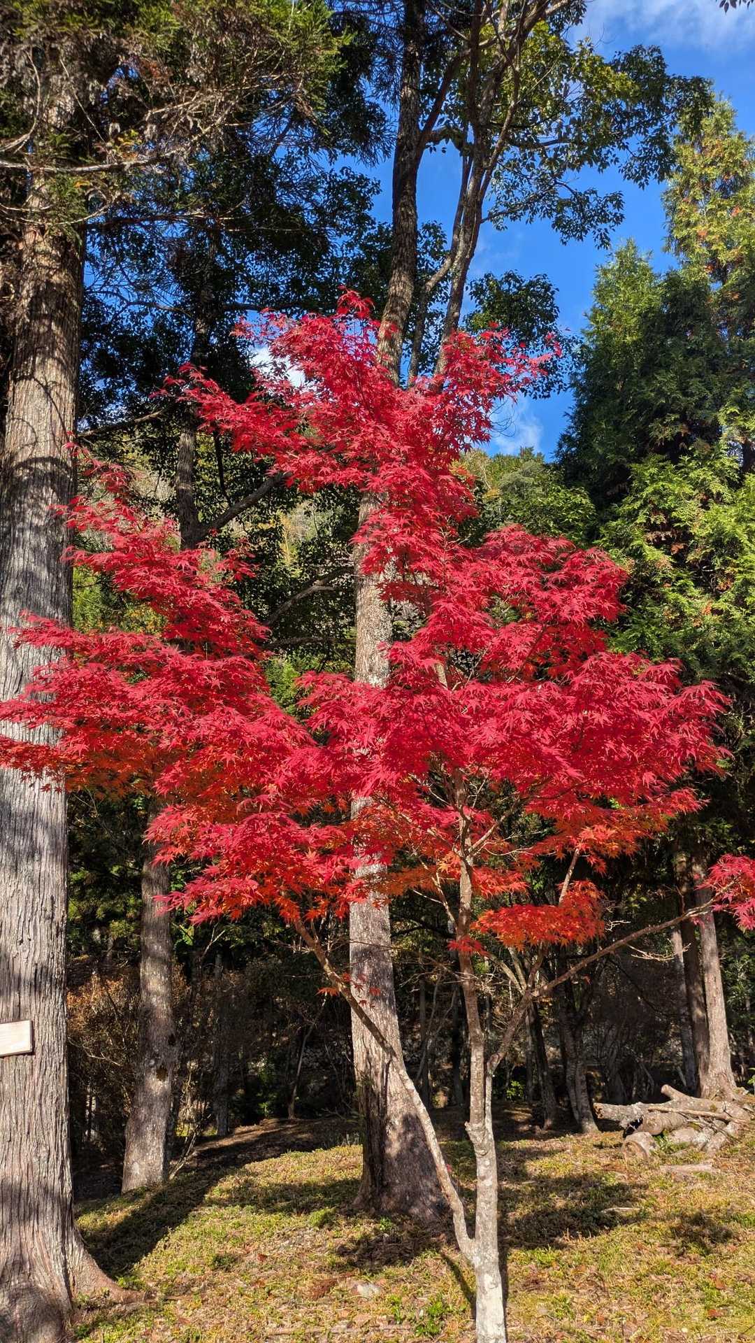 宇連山-瀬戸岩-棚山 周回コースの写真