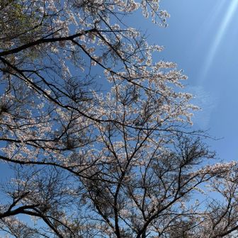 聖峰では桜がきれい😍